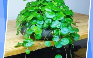 铜钱草盆栽有哪些神奇作用？