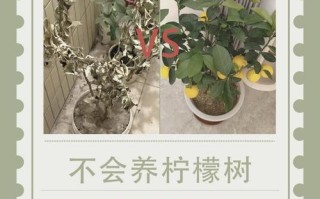 盆栽柠檬何时进入休眠期？