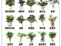 绿植小盆栽品种名字大全，有哪些常见品种？