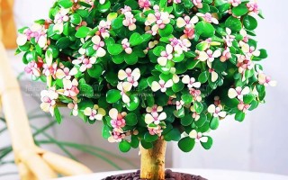 金枝玉叶可水培繁殖吗？