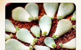 多肉叶子变软？缺水还是烂根了？