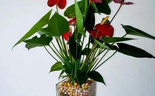 红掌只有根能水培活吗