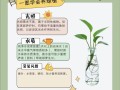 水培绿萝如何快速爆盆？