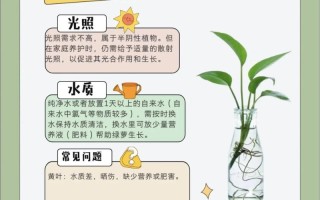 水培绿萝如何快速爆盆？