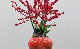 冬天适合买哪些室内盆栽？