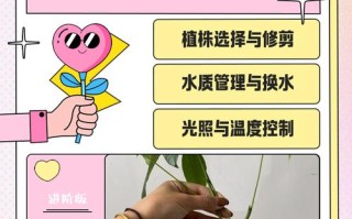 发财树什么时候可以水培