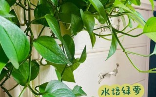 绿萝土培改水培，必须剪根吗？