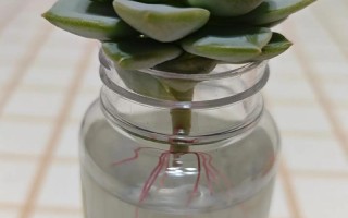 多肉水诱生根，怎么操作更高效？