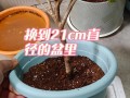 生根粉怎么用才能让茶花盆栽更好活？