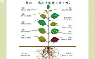 盆栽植物施肥方法有哪些？