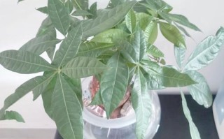 水培发财树转土培怎么活？