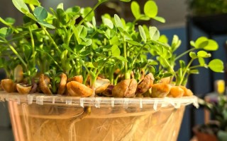 花生水培能放鱼缸里吗？