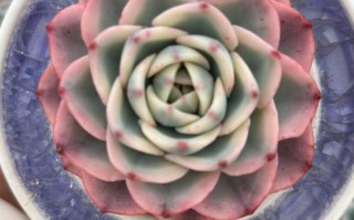 多肉劳伦斯和黄桃怎么区分？