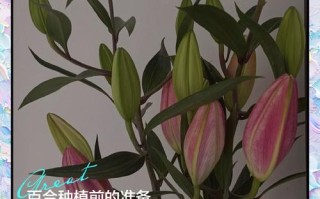 百合水培还是土培更合适？