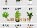盆栽品种有哪些？图片怎么查？