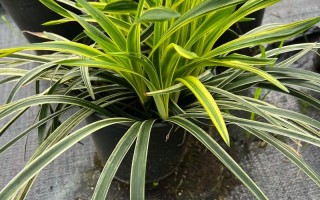 金边麦冬能盆栽吗？养护要注意什么？