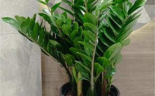 金钱树盆栽怎么养才茂盛？