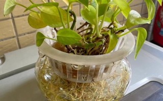 光杆绿萝水培能活吗？