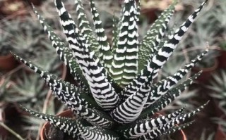 斑马多肉怎么养？