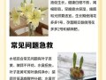 水培百合花怎么养才能开花？