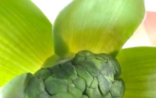 水培风信子用种球还是种子？