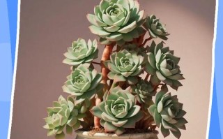 多肉浇水施肥怎么把握？