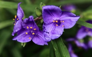 紫色富贵竹水培几根最吉祥？