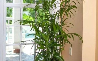 竹盆栽图片有哪些经典造型？