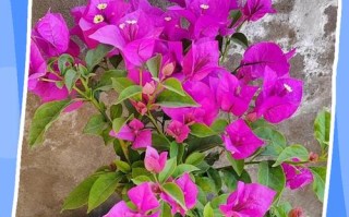 盆栽梅花何时翻盆换土最合适？