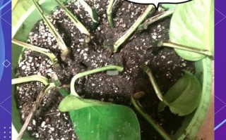 绿萝水培扦插怎么活？