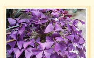 紫叶酢浆盆栽可行吗？养护要点有哪些？