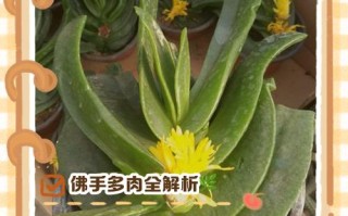 多肉佛手怎么养？图片教你技巧