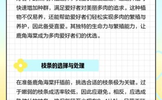 鹿角多肉怎么繁殖？