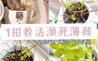 水培盆栽枯萎了，怎么救活？