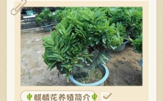 盆栽红麒麟怎么养？养护技巧有哪些？