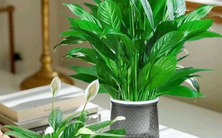 白掌水培必须加肥料吗？