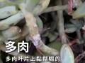多肉杆上透明虫是什么？怎么除？