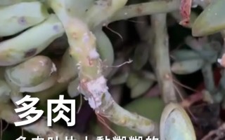 多肉杆上透明虫是什么？怎么除？