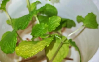 水培薄荷活多了该怎么处理？
