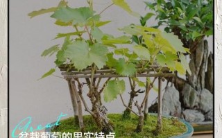 盆栽葡萄浇水，啥时最佳最科学？