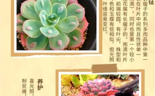 多肉养护100个技巧