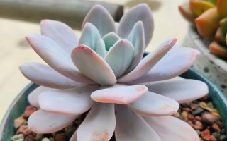 雪莲多肉如何从种子长成胖乎乎模样？