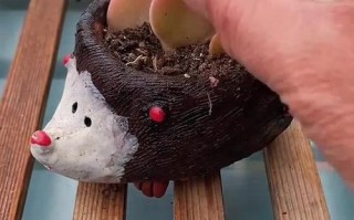 如何让多肉轻松变多头？