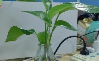 水培绿萝太长了怎么修剪