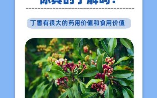 盆栽丁香对人体有害吗？