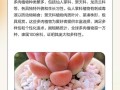 梦椿多肉有何独特魅力？
