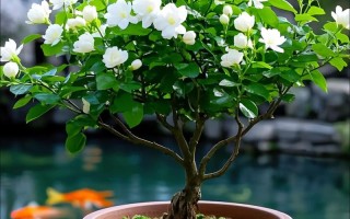 开花盆栽有哪些独特作用？