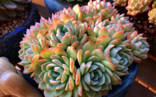 莎莎女王多肉美图，有哪些独特魅力？