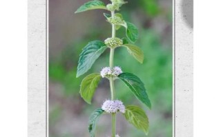 薄荷盆栽有哪些独特功效与作用？