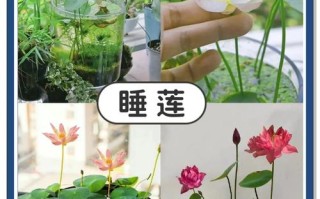 小叶睡莲适合土培还是水培？